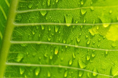 Sabahın köründe yağmurdan sonra su damlasıyla birlikte güzel yeşil yaprağın makro yakın çekimi..