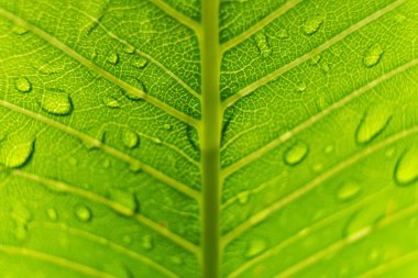 Sabahın köründe yağmurdan sonra su damlasıyla birlikte güzel yeşil yaprağın makro yakın çekimi..