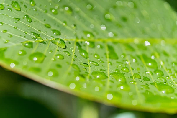 Sabahın köründe yağmurdan sonra su damlasıyla birlikte güzel yeşil yaprağın makro yakın çekimi..