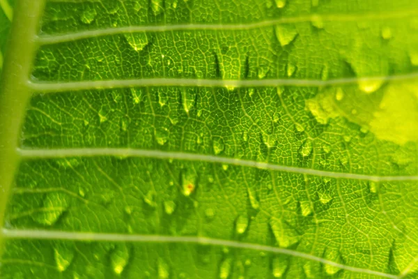 Sabahın köründe yağmurdan sonra su damlasıyla birlikte güzel yeşil yaprağın makro yakın çekimi..