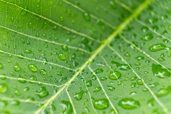 Makró Közelkép Gyönyörű Friss Zöld Levél Csepp Vízzel Miután Eső Stock Kép