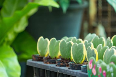 Hoya Green, kalp şeklinde sarı çizgili yapraklar gördü..