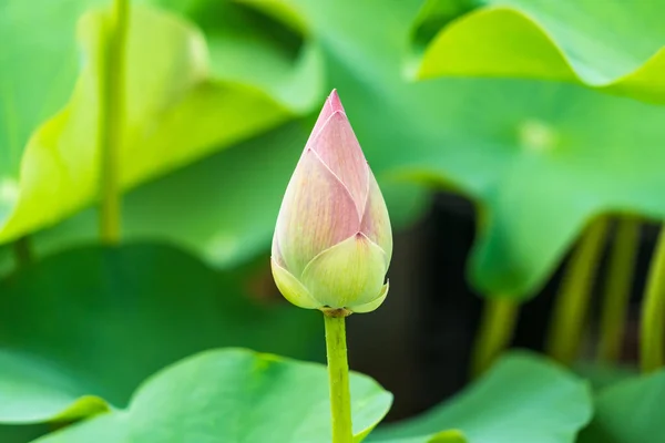 Pembe Nilüfer Çiçeği Arka Planda Yumuşak Yapraklı — Stok fotoğraf