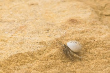 Deniz kenarındaki bir kayanın üzerindeki küçük keşiş yengeci.