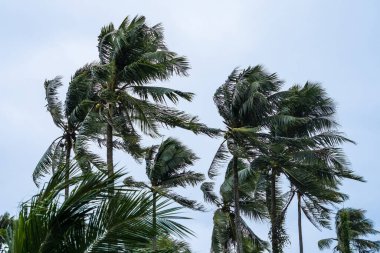 Coconut trees being blown by the wind clipart
