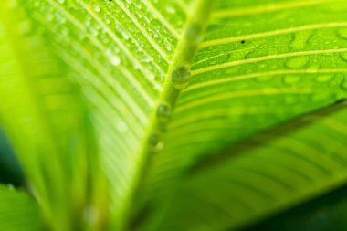 Sabahın köründe yağmurdan sonra su damlasıyla birlikte güzel yeşil yaprağın makro yakın çekimi..