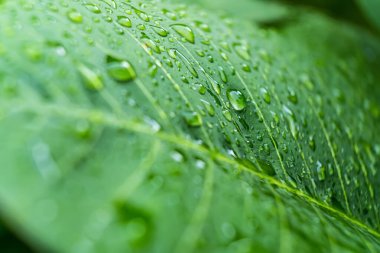 Sabahın köründe yağmurdan sonra su damlasıyla birlikte güzel yeşil yaprağın makro yakın çekimi..