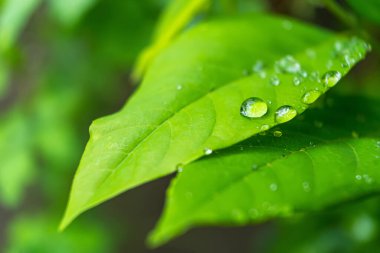Sabahın köründe yağmurdan sonra su damlasıyla birlikte güzel yeşil yaprağın makro yakın çekimi..