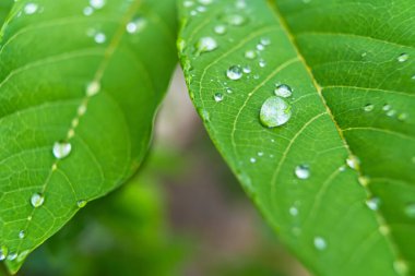 Sabahın köründe yağmurdan sonra su damlasıyla birlikte güzel yeşil yaprağın makro yakın çekimi..