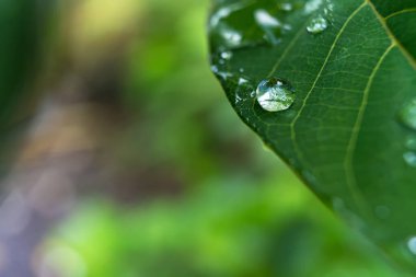 Sabahın köründe yağmurdan sonra su damlasıyla birlikte güzel yeşil yaprağın makro yakın çekimi..