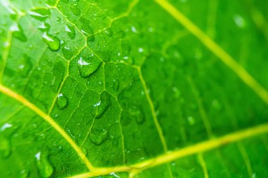 Sabahın köründe yağmurdan sonra su damlasıyla birlikte güzel yeşil yaprağın makro yakın çekimi..