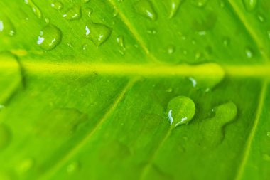 Sabahın köründe yağmurdan sonra su damlasıyla birlikte güzel yeşil yaprağın makro yakın çekimi..