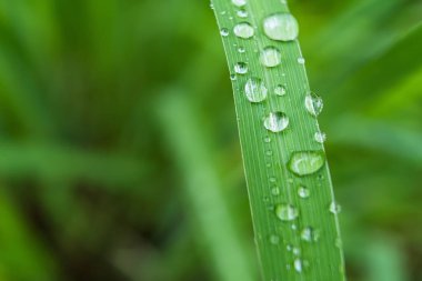 Gündüz yağmurdan sonra yeşil çimlerin üzerine açık yağmur damlaları. Duvar kağıdı ve arkaplan için fotoğraf. Doğa fotoğrafı güzel ve ferahlatıcı görünüyor..