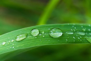 Gündüz yağmurdan sonra yeşil çimlerin üzerine açık yağmur damlaları. Duvar kağıdı ve arkaplan için fotoğraf. Doğa fotoğrafı güzel ve ferahlatıcı görünüyor..