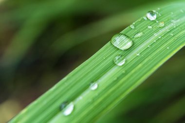 Gündüz yağmurdan sonra yeşil çimlerin üzerine açık yağmur damlaları. Duvar kağıdı ve arkaplan için fotoğraf. Doğa fotoğrafı güzel ve ferahlatıcı görünüyor..
