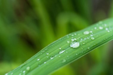 Gündüz yağmurdan sonra yeşil çimlerin üzerine açık yağmur damlaları. Duvar kağıdı ve arkaplan için fotoğraf. Doğa fotoğrafı güzel ve ferahlatıcı görünüyor..