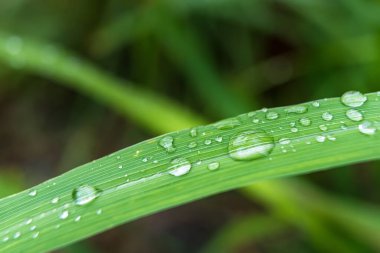 Gündüz yağmurdan sonra yeşil çimlerin üzerine açık yağmur damlaları. Duvar kağıdı ve arkaplan için fotoğraf. Doğa fotoğrafı güzel ve ferahlatıcı görünüyor..