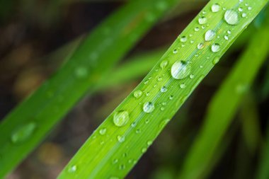 Gündüz yağmurdan sonra yeşil çimlerin üzerine açık yağmur damlaları. Duvar kağıdı ve arkaplan için fotoğraf. Doğa fotoğrafı güzel ve ferahlatıcı görünüyor..