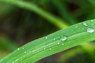 Gündüz yağmurdan sonra yeşil çimlerin üzerine açık yağmur damlaları. Duvar kağıdı ve arkaplan için fotoğraf. Doğa fotoğrafı güzel ve ferahlatıcı görünüyor..