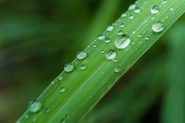 Gündüz yağmurdan sonra yeşil çimlerin üzerine açık yağmur damlaları. Duvar kağıdı ve arkaplan için fotoğraf. Doğa fotoğrafı güzel ve ferahlatıcı görünüyor..