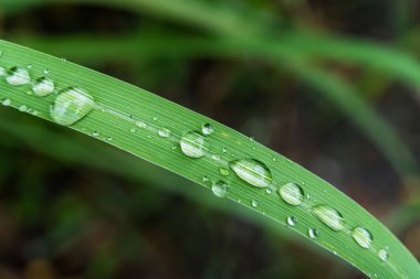 Gündüz yağmurdan sonra yeşil çimlerin üzerine açık yağmur damlaları. Duvar kağıdı ve arkaplan için fotoğraf. Doğa fotoğrafı güzel ve ferahlatıcı görünüyor..