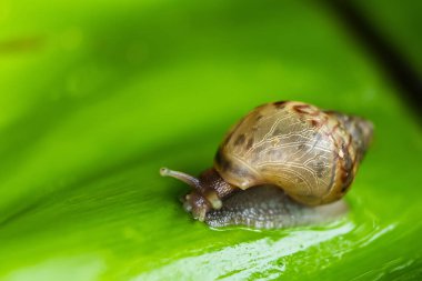 Bahçe bantlı bir salyangoz yağmurdan sonra ıslak bir yaprağın üzerinde sürünür. Seçici odak.