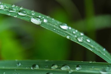 Gündüz yağmurdan sonra yeşil çimlerin üzerine açık yağmur damlaları. Duvar kağıdı ve arkaplan için fotoğraf. Doğa fotoğrafı güzel ve ferahlatıcı görünüyor..