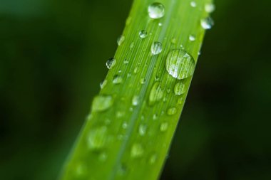 Gündüz yağmurdan sonra yeşil çimlerin üzerine açık yağmur damlaları. Duvar kağıdı ve arkaplan için fotoğraf. Doğa fotoğrafı güzel ve ferahlatıcı görünüyor..