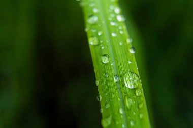 Gündüz yağmurdan sonra yeşil çimlerin üzerine açık yağmur damlaları. Duvar kağıdı ve arkaplan için fotoğraf. Doğa fotoğrafı güzel ve ferahlatıcı görünüyor..