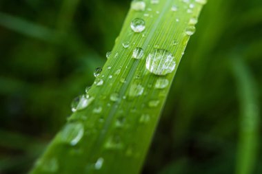 Gündüz yağmurdan sonra yeşil çimlerin üzerine açık yağmur damlaları. Duvar kağıdı ve arkaplan için fotoğraf. Doğa fotoğrafı güzel ve ferahlatıcı görünüyor..