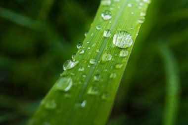 Gündüz yağmurdan sonra yeşil çimlerin üzerine açık yağmur damlaları. Duvar kağıdı ve arkaplan için fotoğraf. Doğa fotoğrafı güzel ve ferahlatıcı görünüyor..