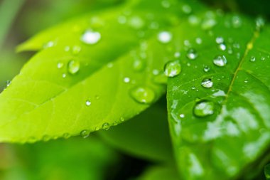 Sabahın köründe yağmurdan sonra su damlasıyla birlikte güzel yeşil yaprağın makro yakın çekimi..