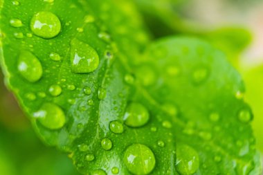 Sabahın köründe yağmurdan sonra su damlasıyla birlikte güzel yeşil yaprağın makro yakın çekimi..