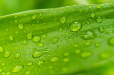 Sabahın köründe yağmurdan sonra su damlasıyla birlikte güzel yeşil yaprağın makro yakın çekimi..