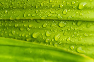 Sabahın köründe yağmurdan sonra su damlasıyla birlikte güzel yeşil yaprağın makro yakın çekimi..