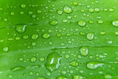 Sabahın köründe yağmurdan sonra su damlasıyla birlikte güzel yeşil yaprağın makro yakın çekimi..