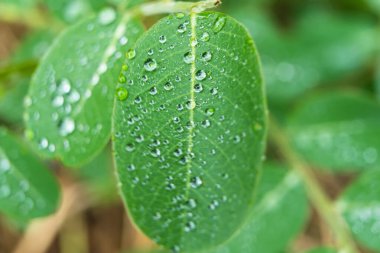 Sabahın köründe yağmurdan sonra su damlasıyla birlikte güzel yeşil yaprağın makro yakın çekimi..