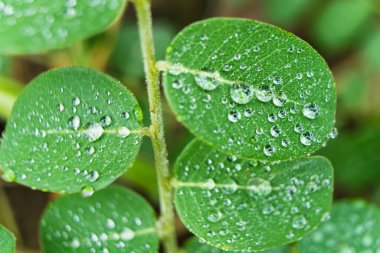 Sabahın köründe yağmurdan sonra su damlasıyla birlikte güzel yeşil yaprağın makro yakın çekimi..