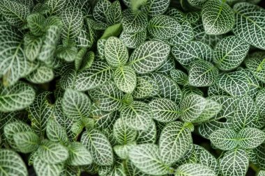 Doğal yeşil yapraklar iz bırakır. Taze ve yemyeşil bahçıvanlarla rahatça vakit geçir..