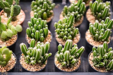 Tayland 'da bir saksıda kaktüs grubu..