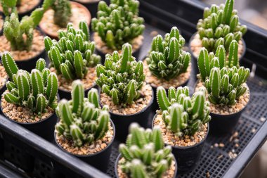 Tayland 'da bir saksıda kaktüs grubu..