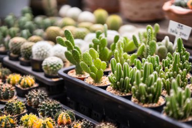 Tayland 'da bir saksıda kaktüs grubu..