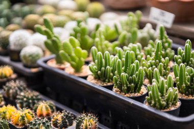 Tayland 'da bir saksıda kaktüs grubu..