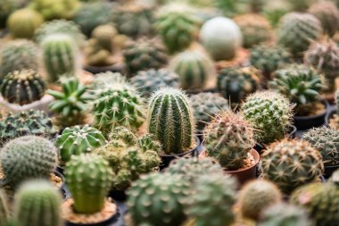 Tayland 'da bir saksıda kaktüs grubu..