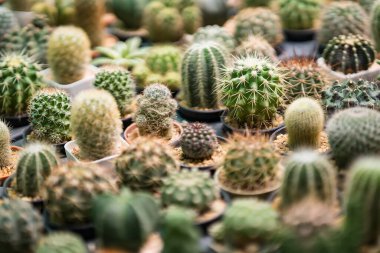 Tayland 'da bir saksıda kaktüs grubu..