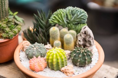 Tayland 'da bir saksıda kaktüs grubu..