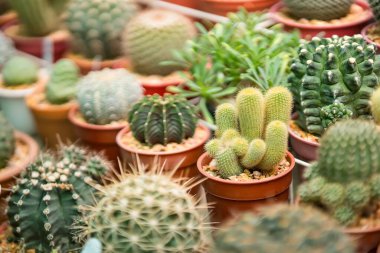 Tayland 'da bir saksıda kaktüs grubu..