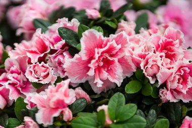 Çiçek açma mevsiminde, Tayland 'daki bitki pazarında güzel güller..