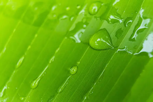 Rain Drops Green Banana Leaves Morning Stock Image