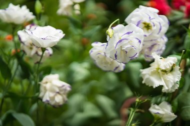 Çiçek açma mevsiminde, Tayland 'daki bitki pazarında güzel güller..